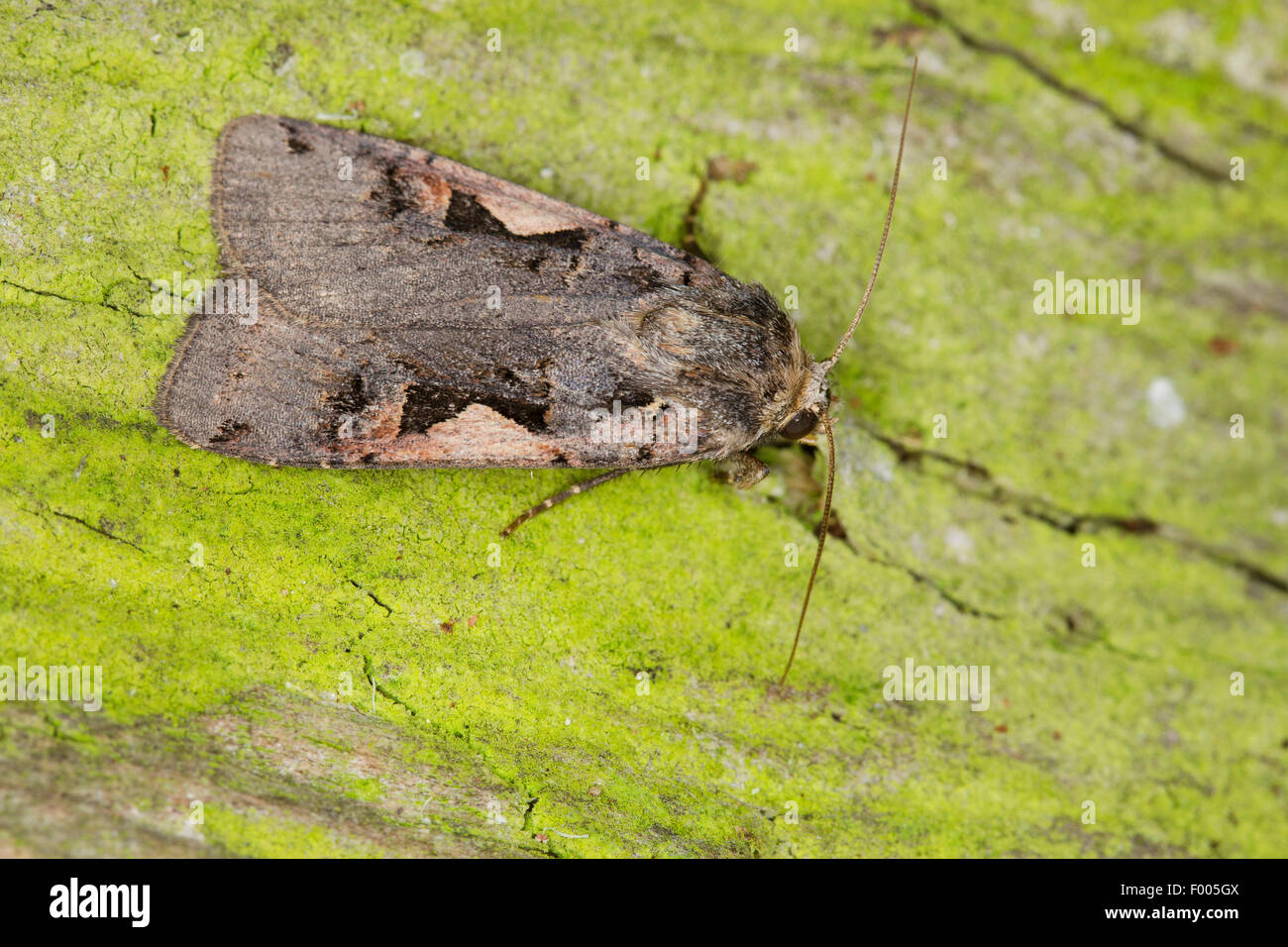 Setaceous Hebrew character (Xestia c-nigrum, Rhyacia c-nigrum, Amathes c-nigrum, Agrotis c-nigrum), on green bark, Germany Stock Photo