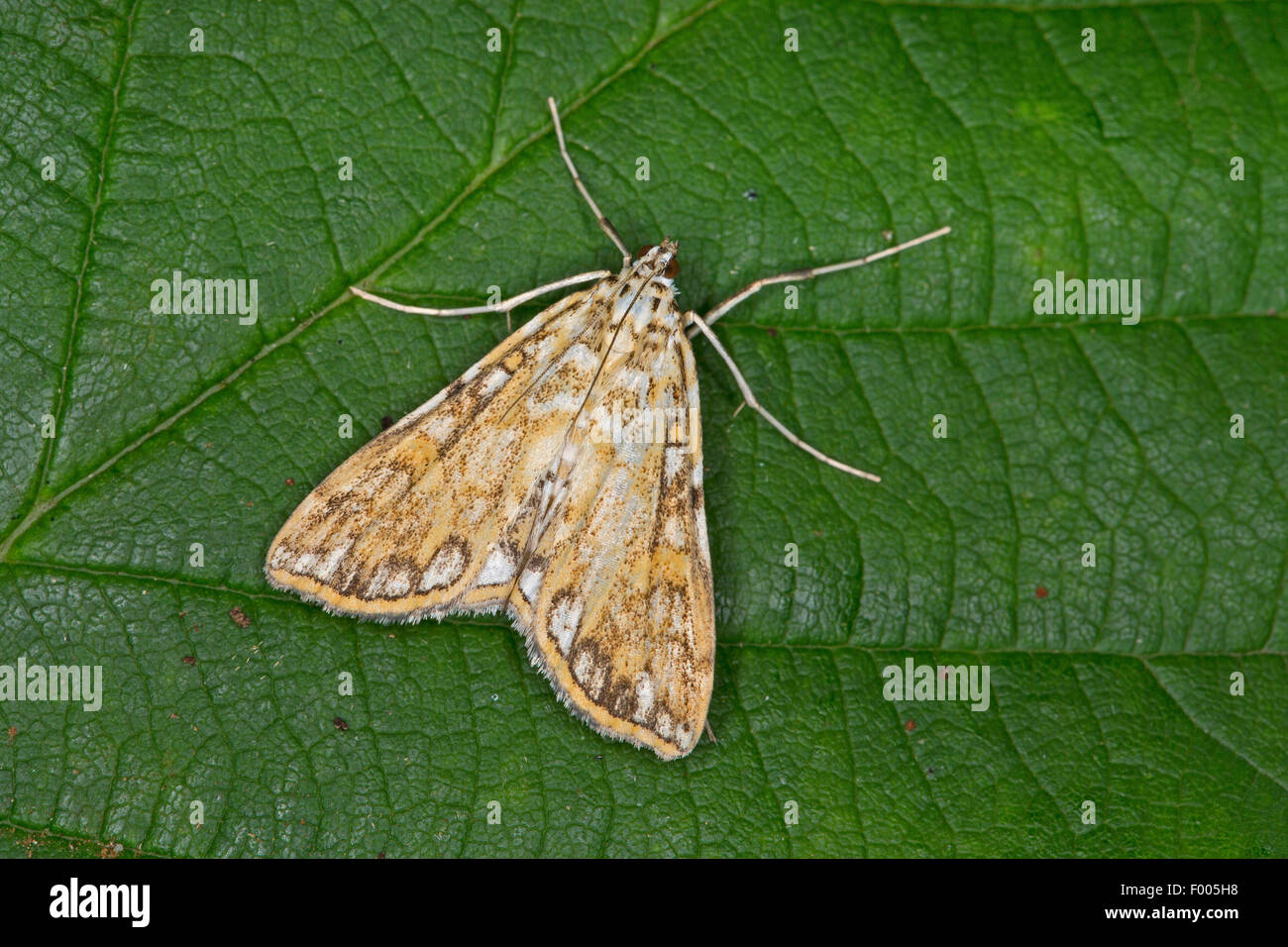 brown China-mark moth, brown China-mark (Nymphula nymphaeata, Elophila nymphaeata), on a leaf, Germany Stock Photo