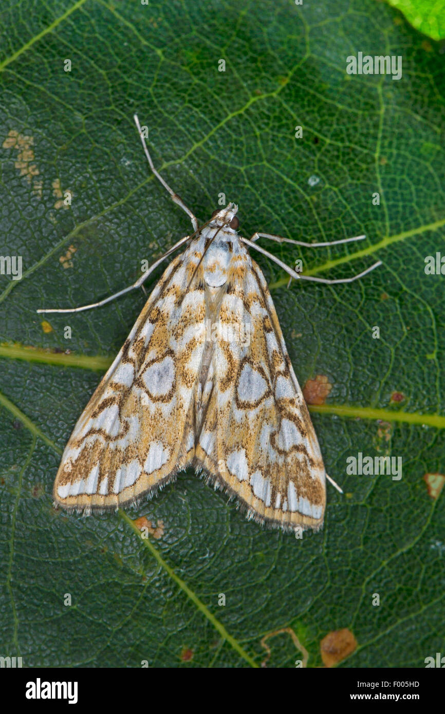 brown China-mark moth, brown China-mark (Nymphula nymphaeata, Elophila nymphaeata), on a leaf, Germany Stock Photo