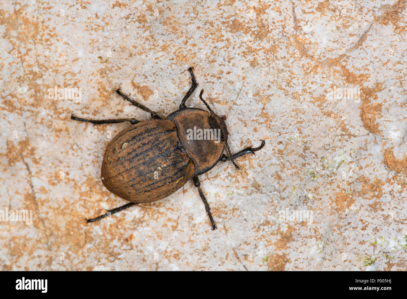 Darkling beetle (Asida spec.), on a stone, France Stock Photo