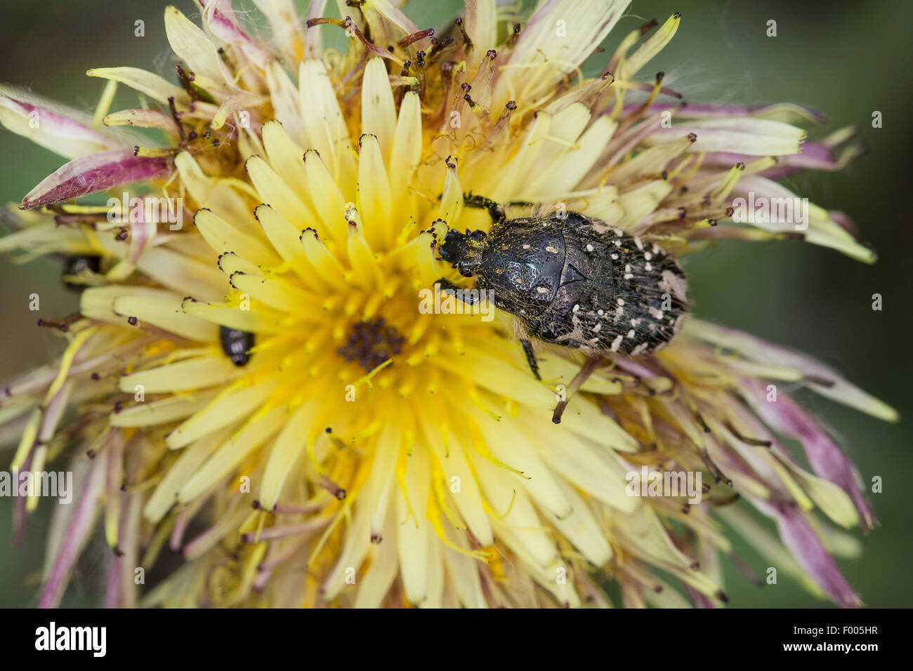 White-spotted Rose Beetle (Oxythyrea funesta), on a flower Stock Photo