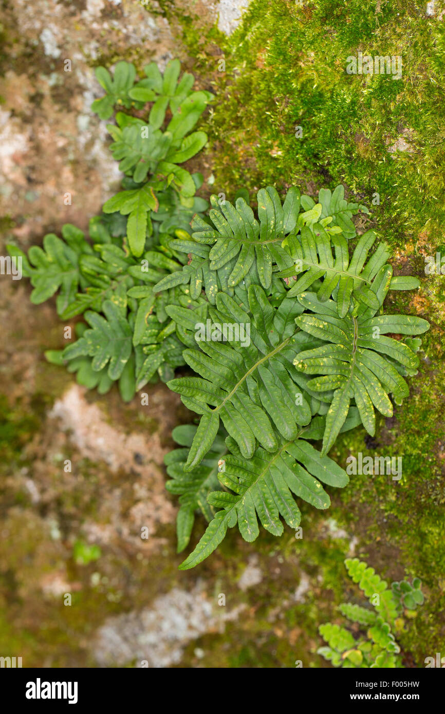 common polypody (Polypodium vulgare), on a rock wall, Germany Stock Photo
