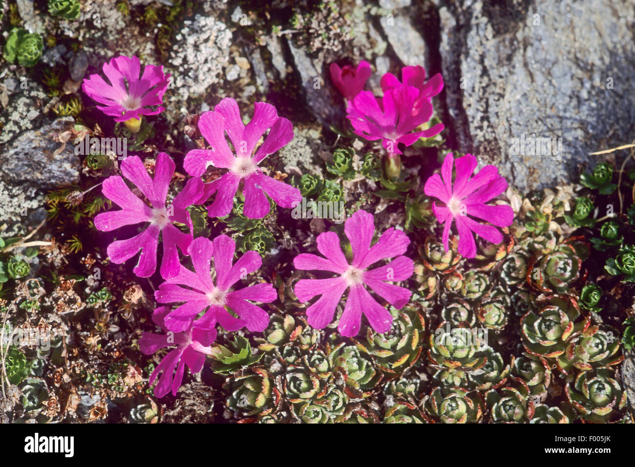 Alpine primrose (Primula minima), blooming, Germany Stock Photo