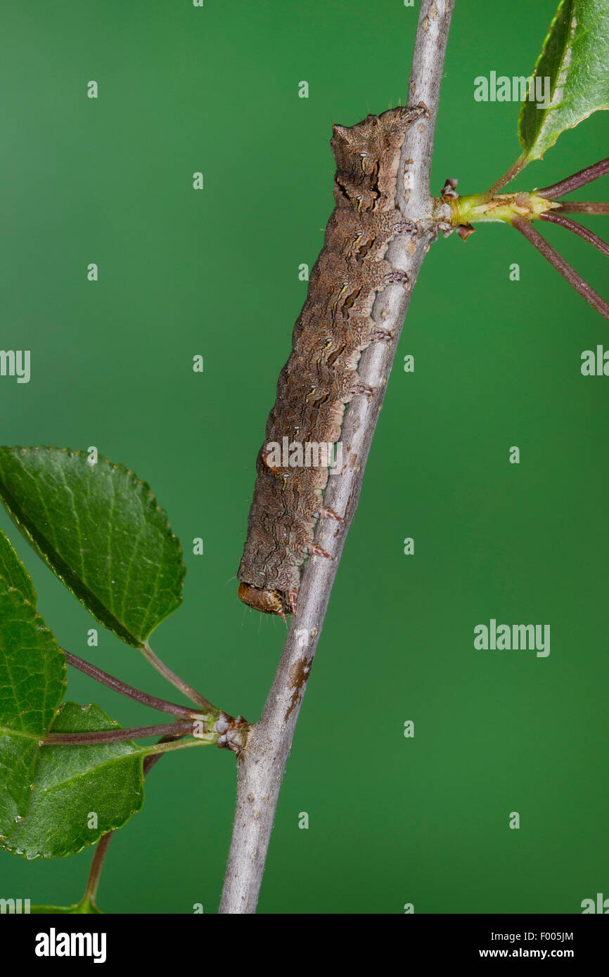 Green-brindled Crescent (Allophyes oxyacanthae, Miselia oxyacanthae, Meganephria oxyacanthae), caterpillar on a twig, Germany Stock Photo