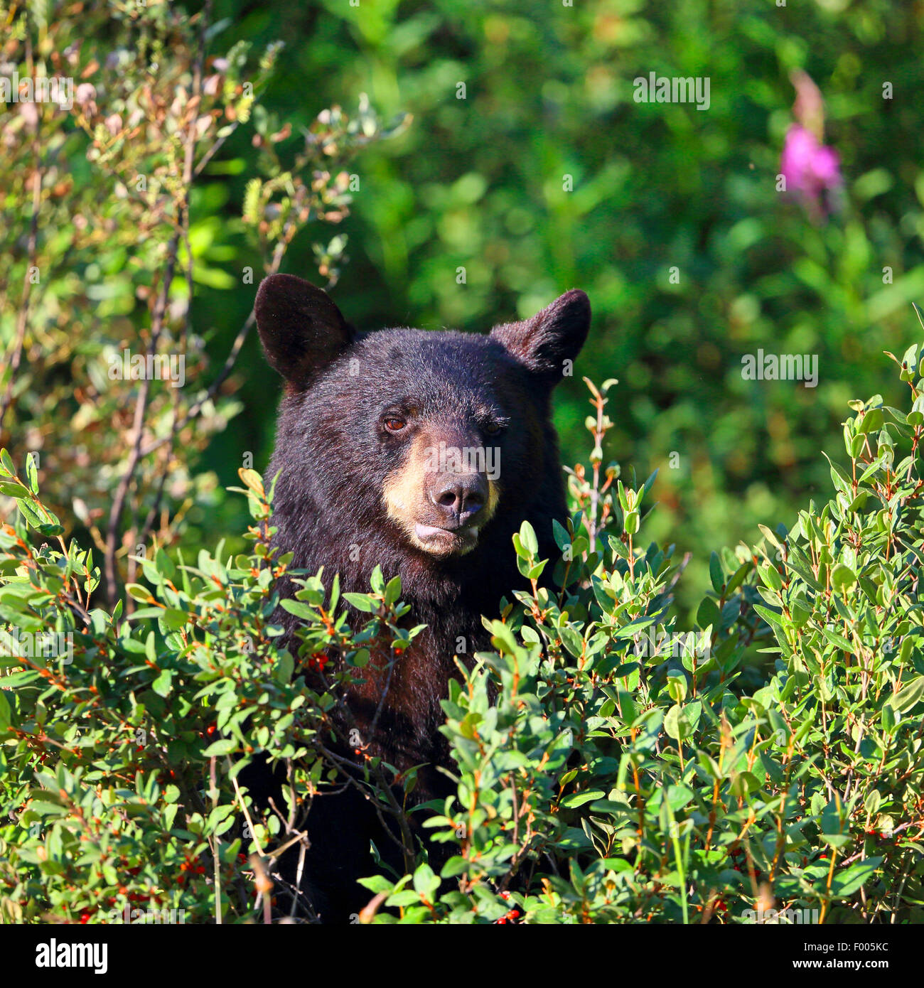 American black bear (Ursus americanus), bear standing in willows shrubs, Canada, Alberta, Banff National Park Stock Photo