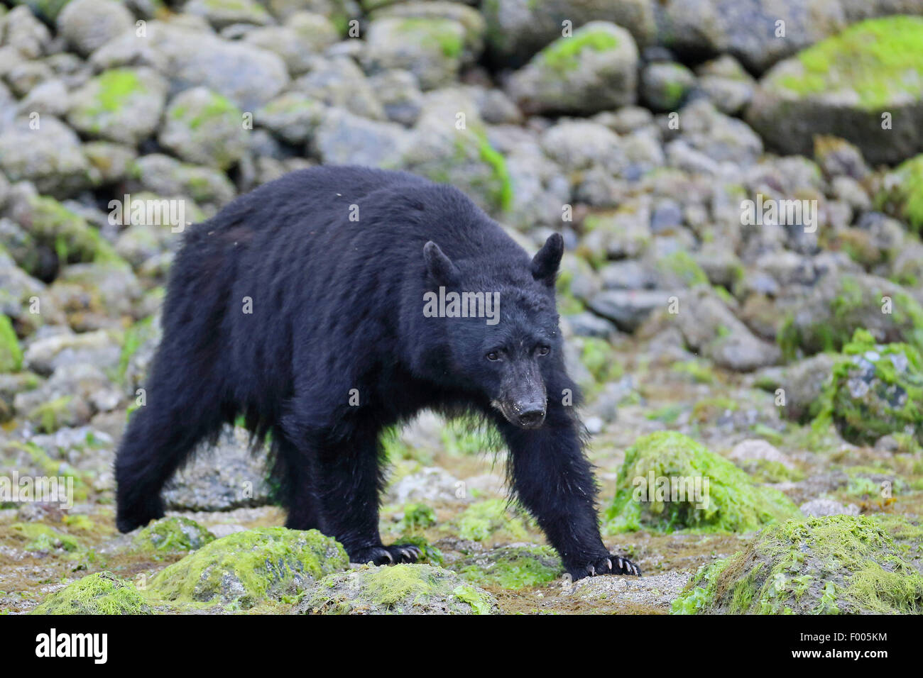 American black bear (Ursus americanus), walking at the stony seashore, Canada, Alberta, Banff National Park Stock Photo