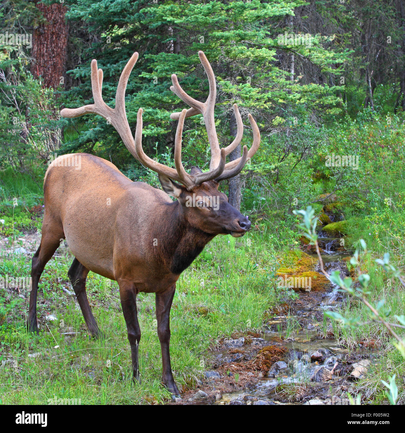 wapiti, elk (Cervus elaphus canadensis, Cervus canadensis), old stag