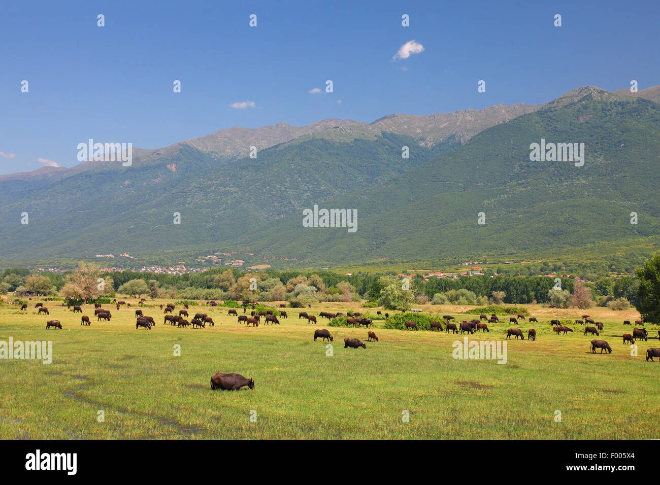 Asian water buffalo, wild water buffalo, carabao (Bubalus bubalis, Bubalus arnee), herd of buffalo grazing in a flooded meadow, Greece, Lake Kerkini Stock Photo