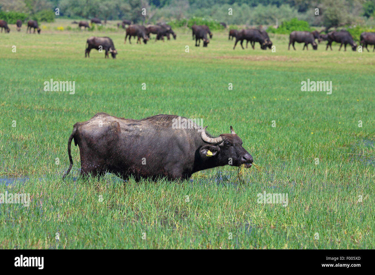 Asian water buffalo, wild water buffalo, carabao (Bubalus bubalis, Bubalus arnee), wild water buffalo grazing in a flooded meadow, Greece, Lake Kerkini Stock Photo