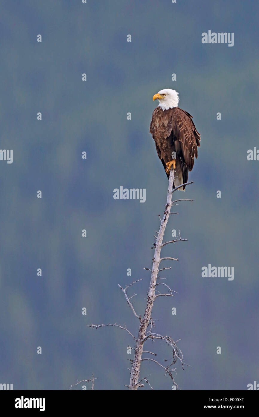 American bald eagle (Haliaeetus leucocephalus), sitting on top of a dead tree, lookout, Canada, Banff National Park Stock Photo