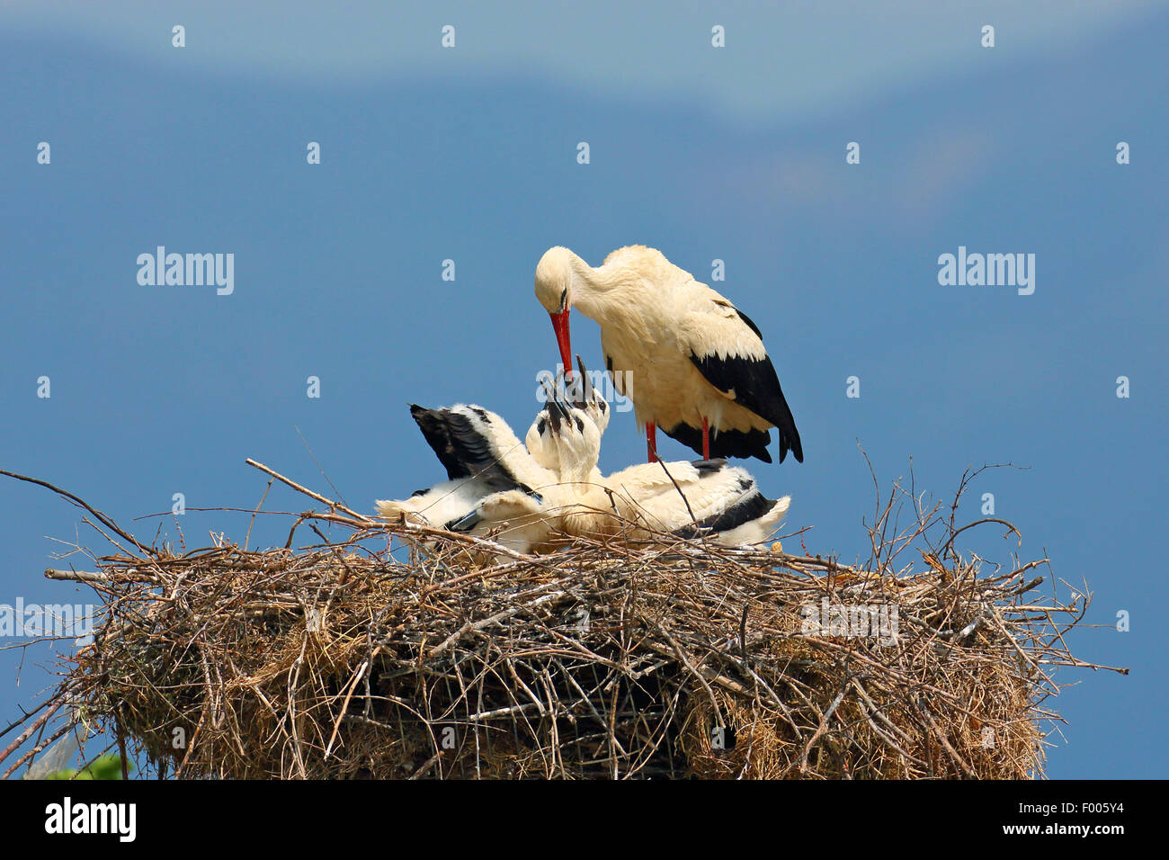 white stork (Ciconia ciconia), adult bird feeding young birds in the nest, Greece, Lake Kerkini Stock Photo