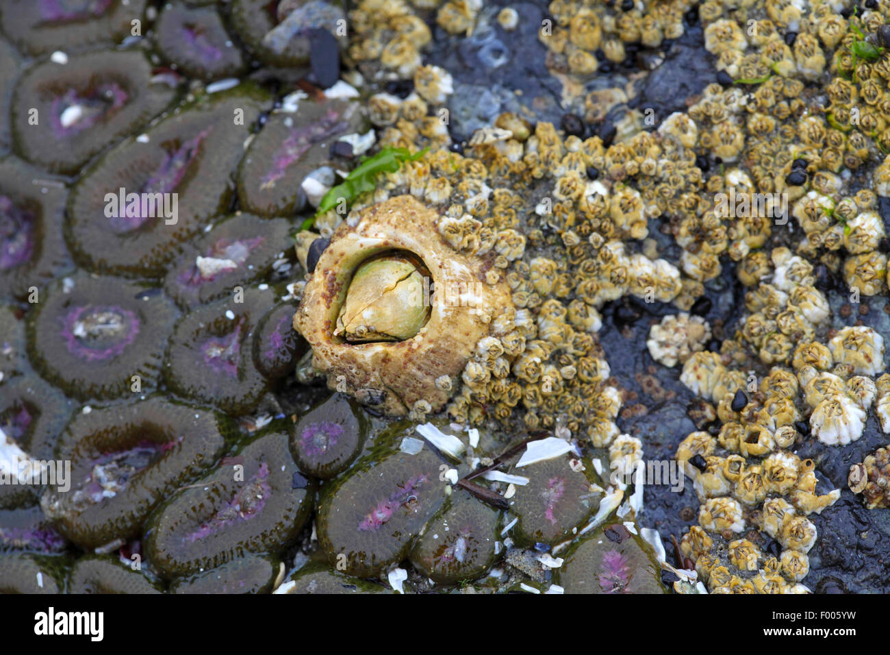 barnacle (Balanus spec.), barnacle in a tide pool, Canada, Vancouver Island Stock Photo