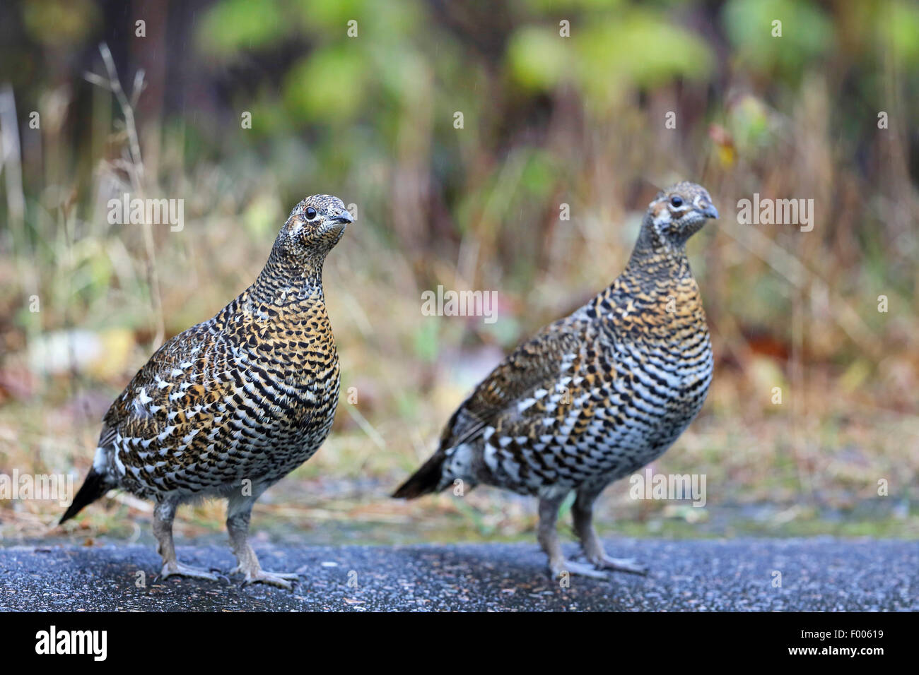 Spruce grouse (Dendragapus canadiensis), two grouses stand at the forest edge, Canada, Ontario, Algonquin Provincial Park Stock Photo