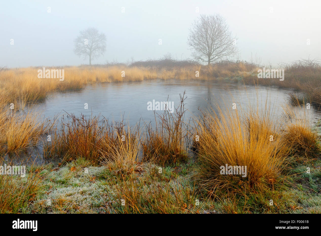 frozen up pond with hoar frost and morning mist, Germany, North Rhine-Westphalia, NSG Dingdener Heide Stock Photo