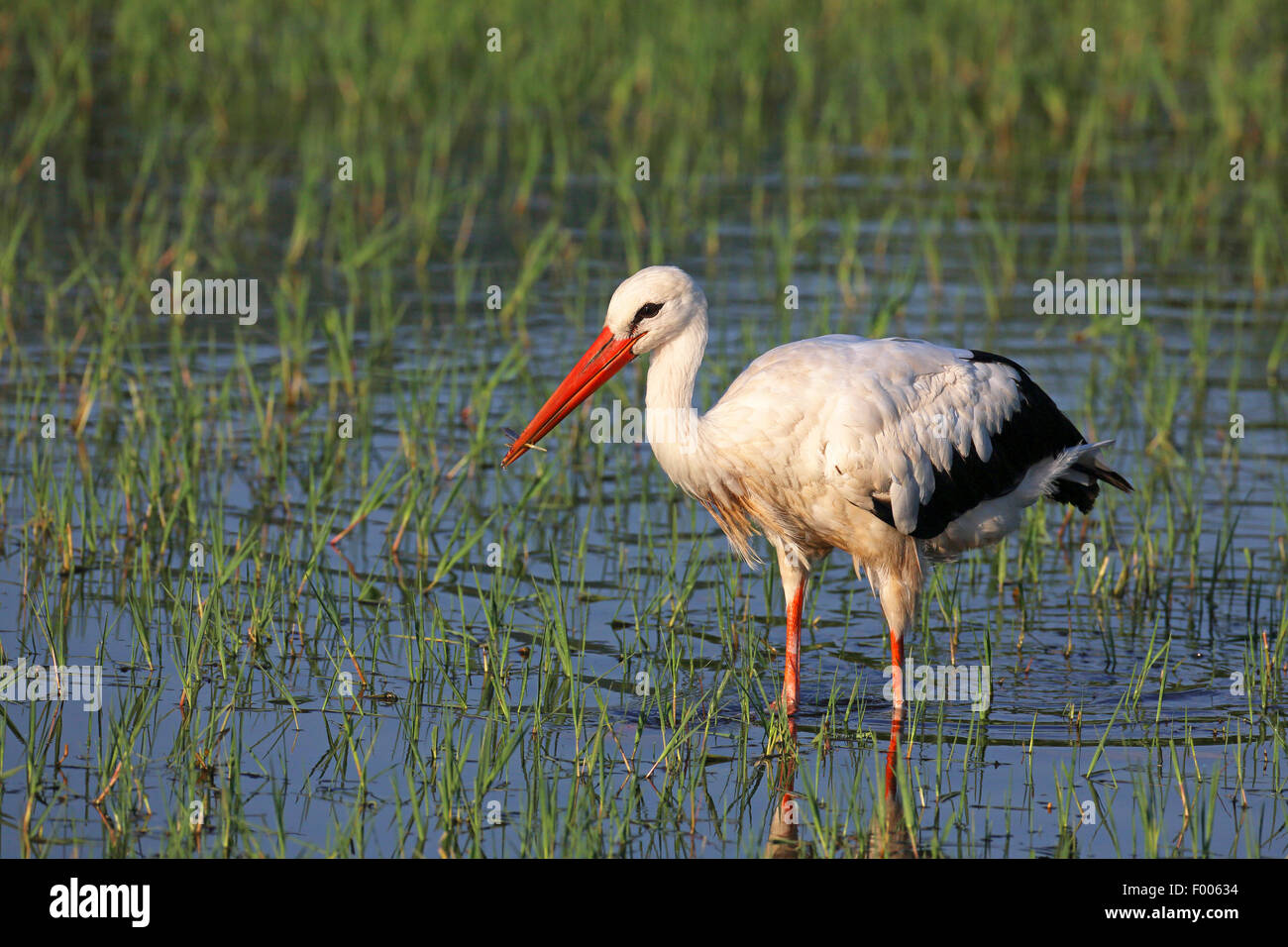 white stork (Ciconia ciconia), looking for food in shallow water, Greece, Lake Kerkini Stock Photo