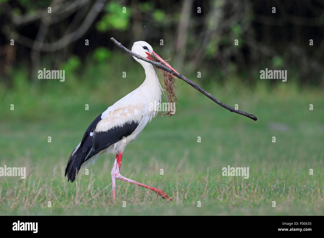white stork (Ciconia ciconia), carrying a large stick in the bill, nesting material, Greece, Lake Kerkini Stock Photo