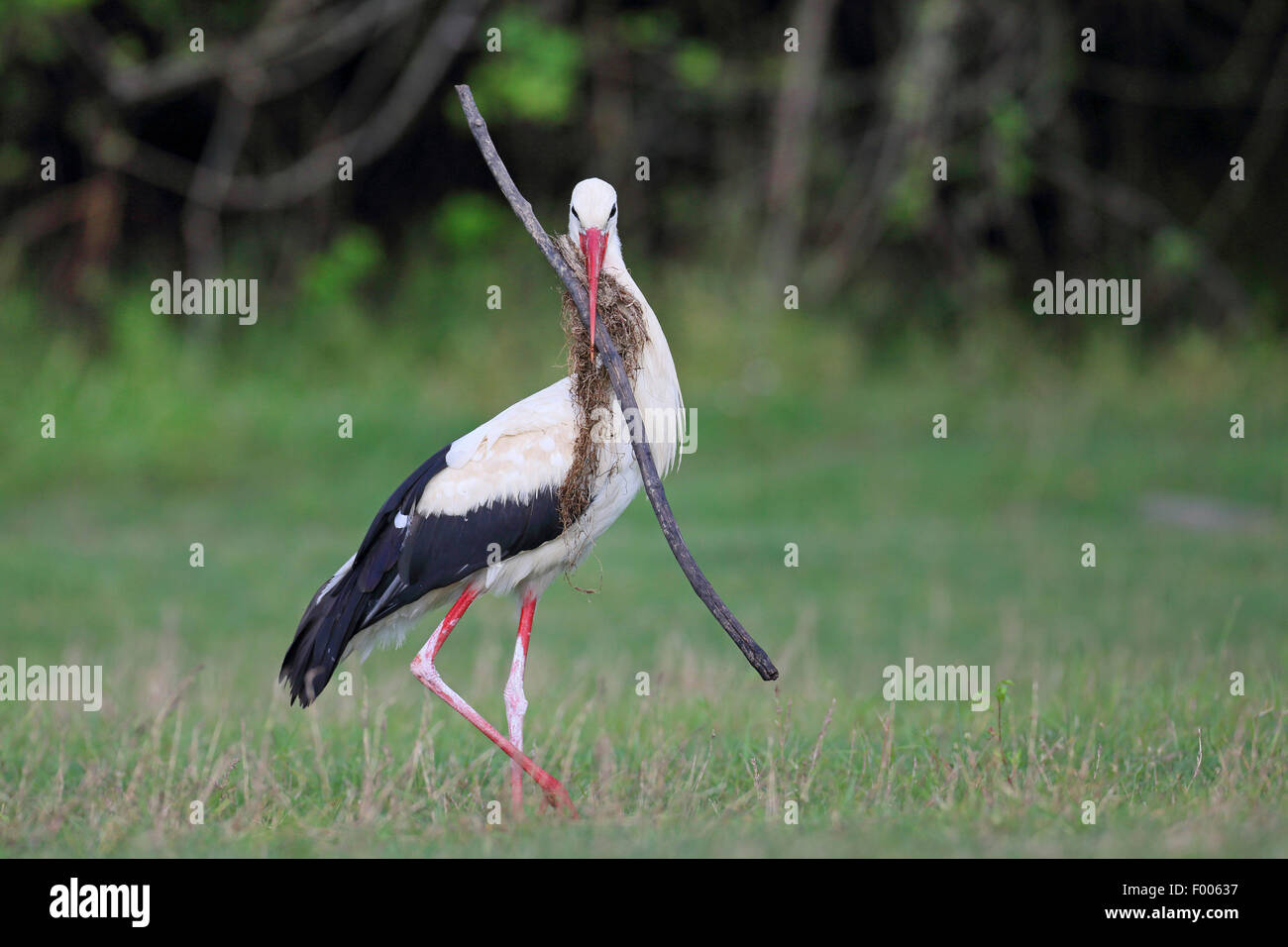 white stork (Ciconia ciconia), carrying a large stick in the bill, nesting material, Greece, Lake Kerkini Stock Photo