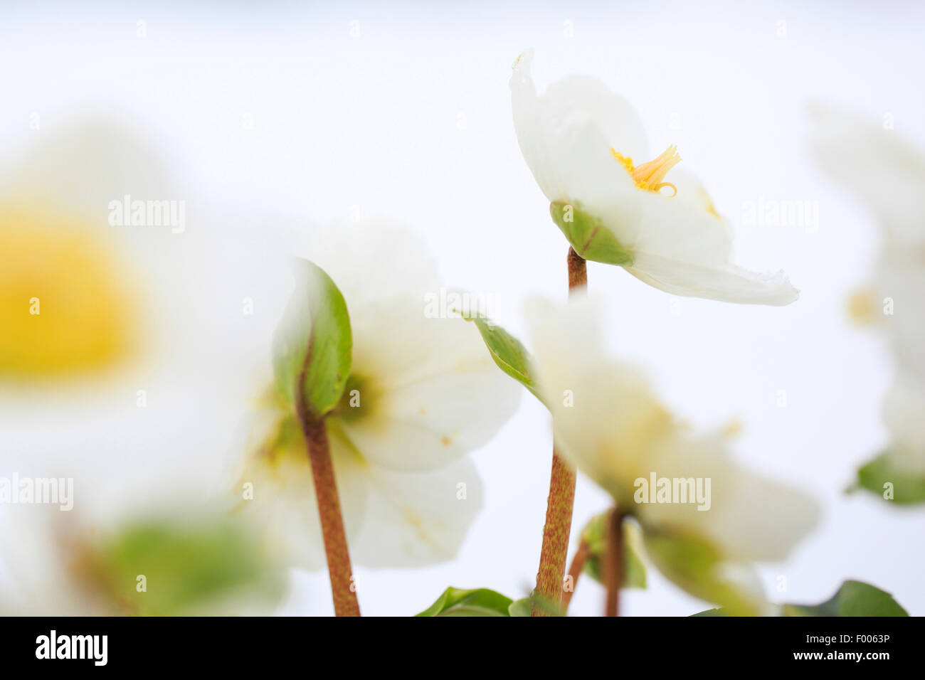 black hellebore (Helleborus niger), flowers, Switzerland Stock Photo