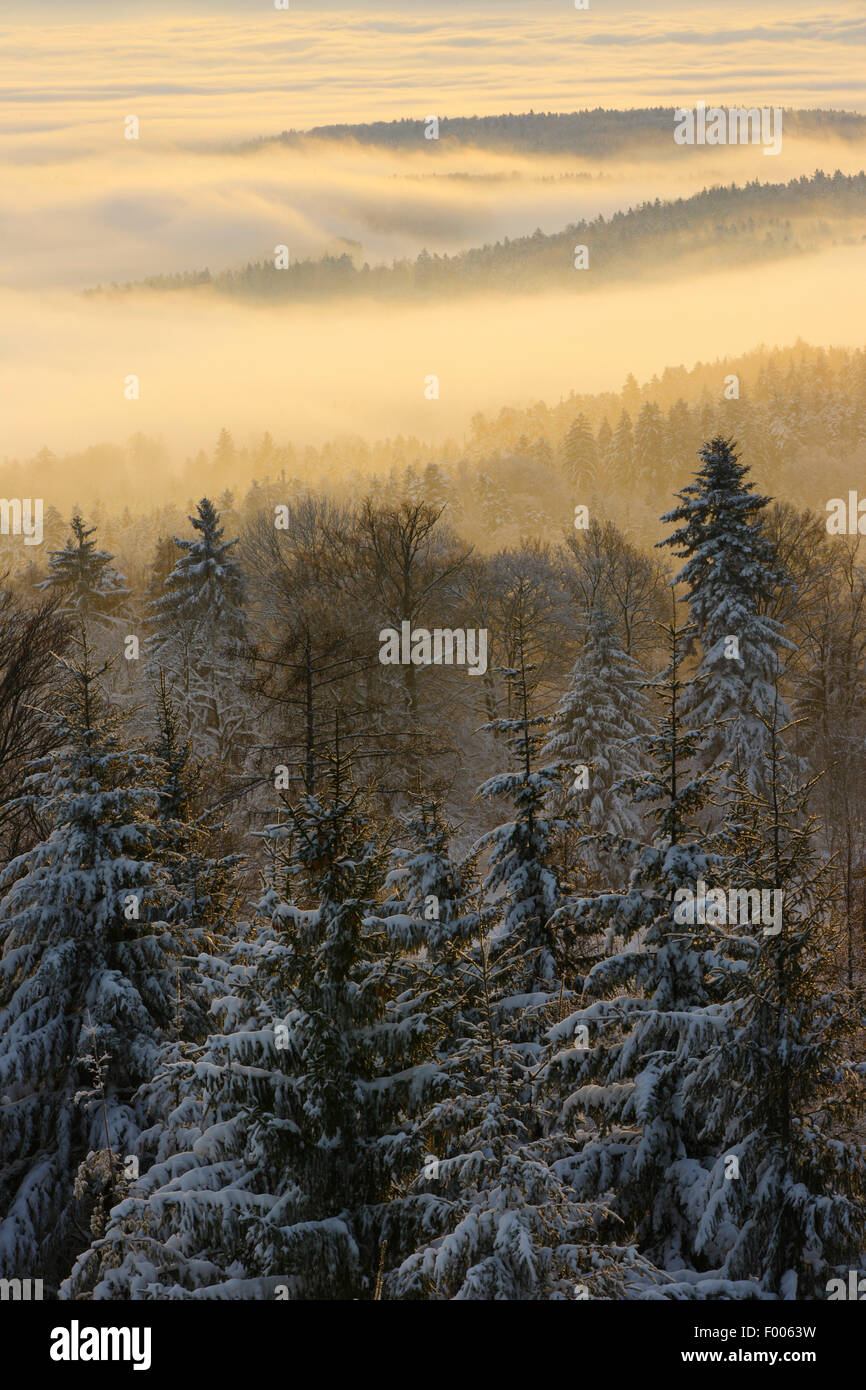 snowy fir forest with wafts of mist, Switzerland, Zuercher Oberland Stock Photo