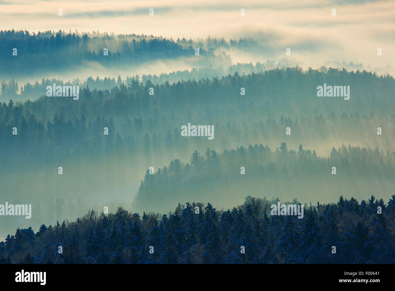snowy fir forest with wafts of mist, Switzerland, Zuercher Oberland Stock Photo