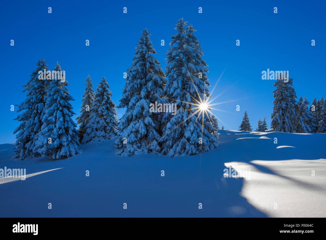 Norway spruce (Picea abies), snow covered spruces at the Flumserberg, Switzerland, St. Gallen Stock Photo