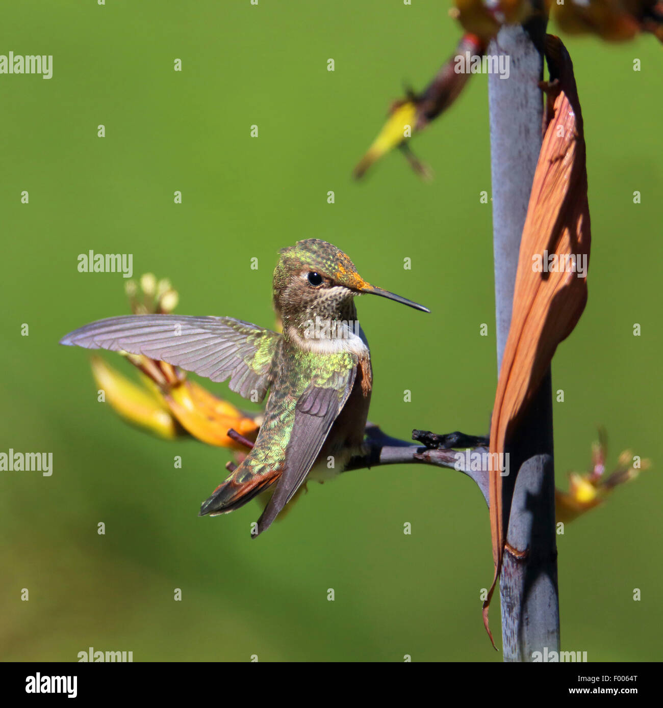 rufous hummingbird (Selasphorus rufus), female sitting on a flower, Canada, Vancouver Island Stock Photo