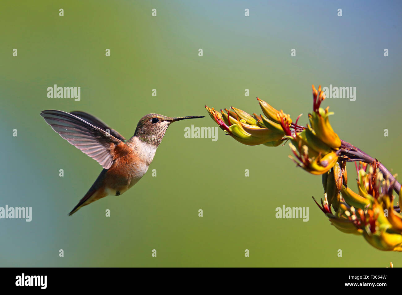 rufous hummingbird (Selasphorus rufus), flying female in front of a blossom, Canada, Vancouver Island Stock Photo