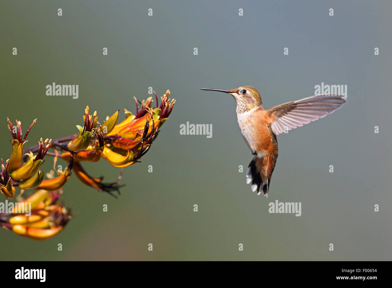 rufous hummingbird (Selasphorus rufus), female flying in front of a blossom, Canada, Vancouver Island Stock Photo