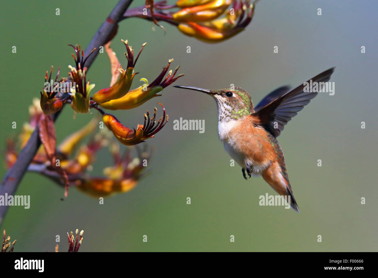 rufous hummingbird (Selasphorus rufus), female flying in front of a blossom, Canada, Vancouver Island Stock Photo
