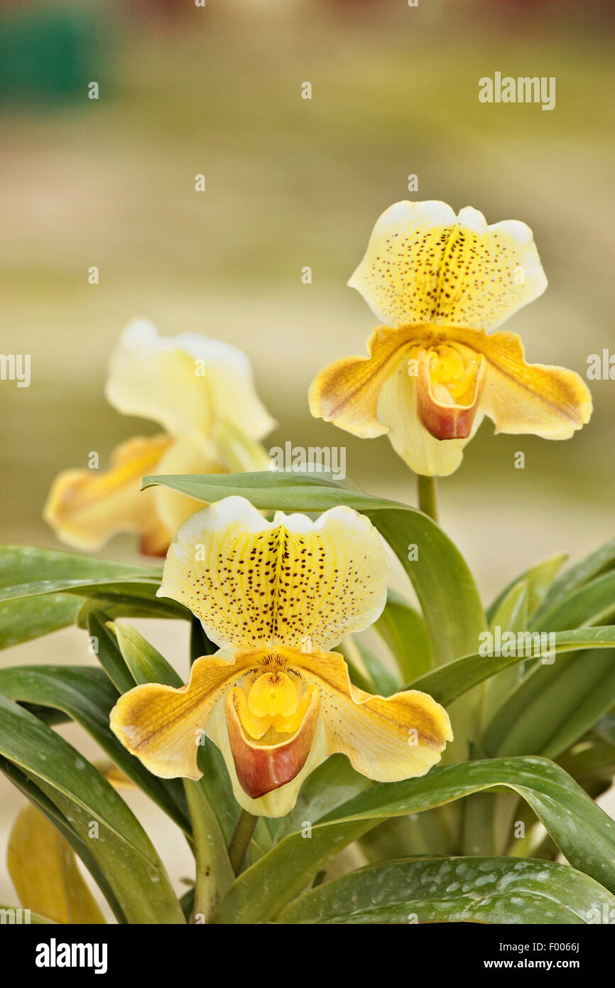Paphiopedilum (Paphiopedilum insigne), bloominh Stock Photo