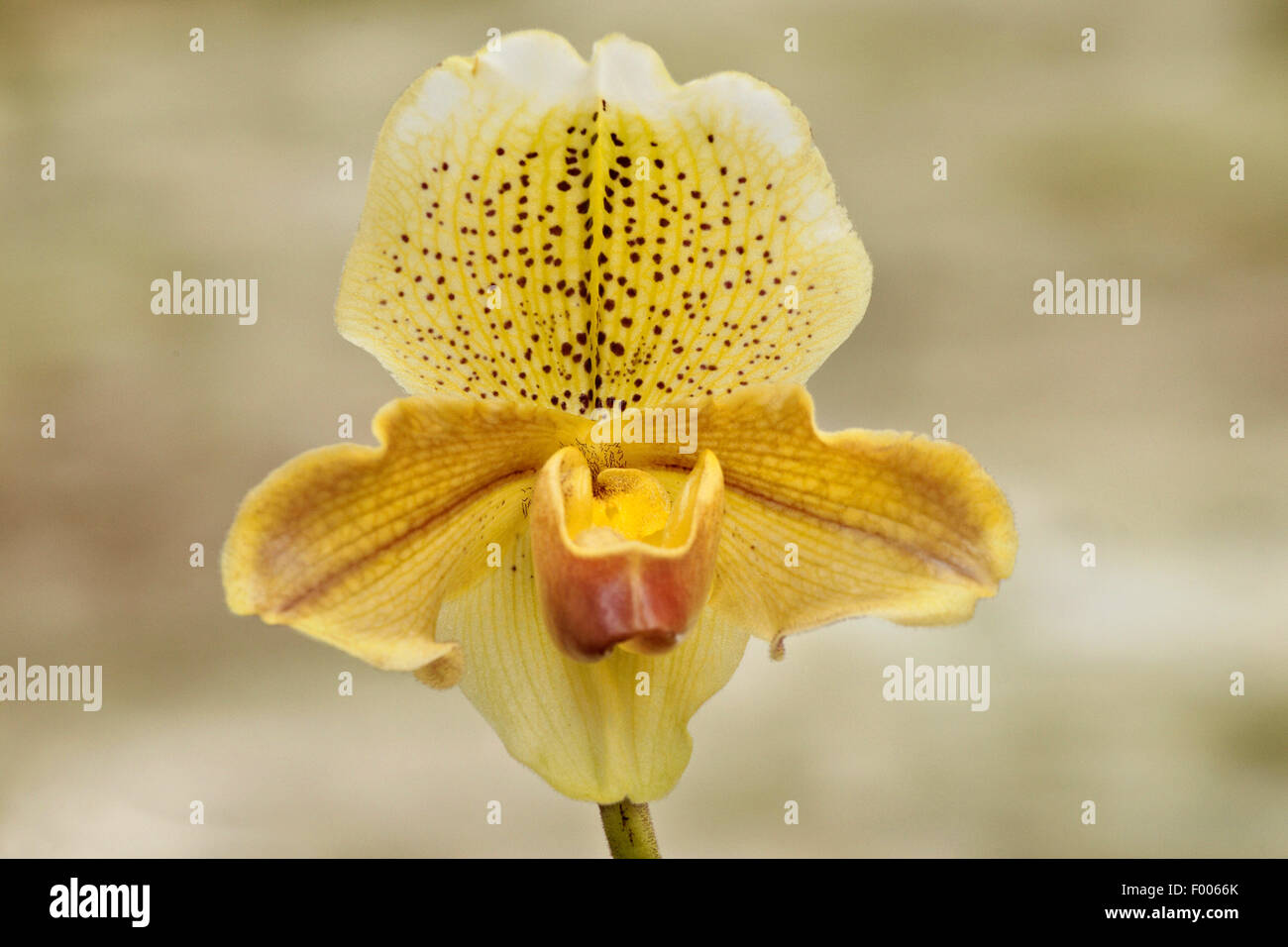 Paphiopedilum (Paphiopedilum insigne), flower Stock Photo