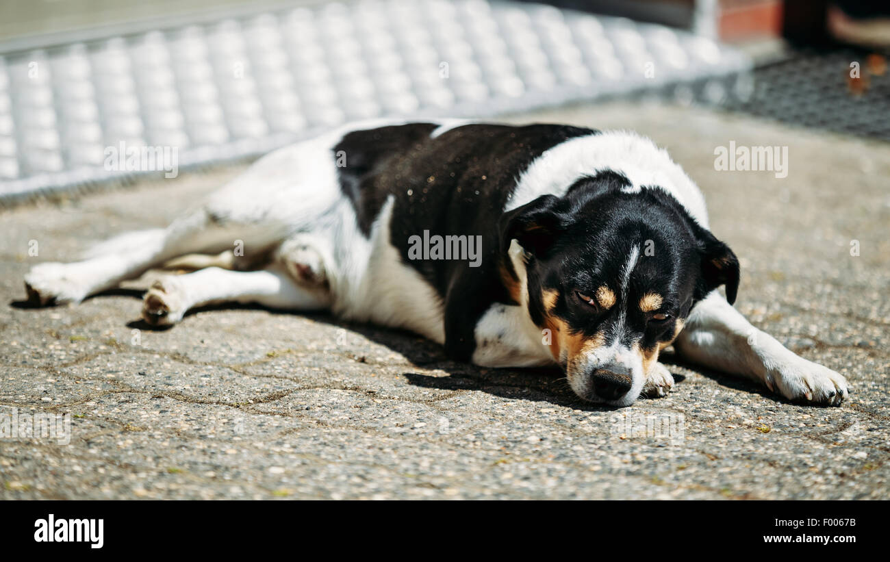 Mixed Breed Dog Is In Yard, Exhausted From Summer Heat Stock Photo