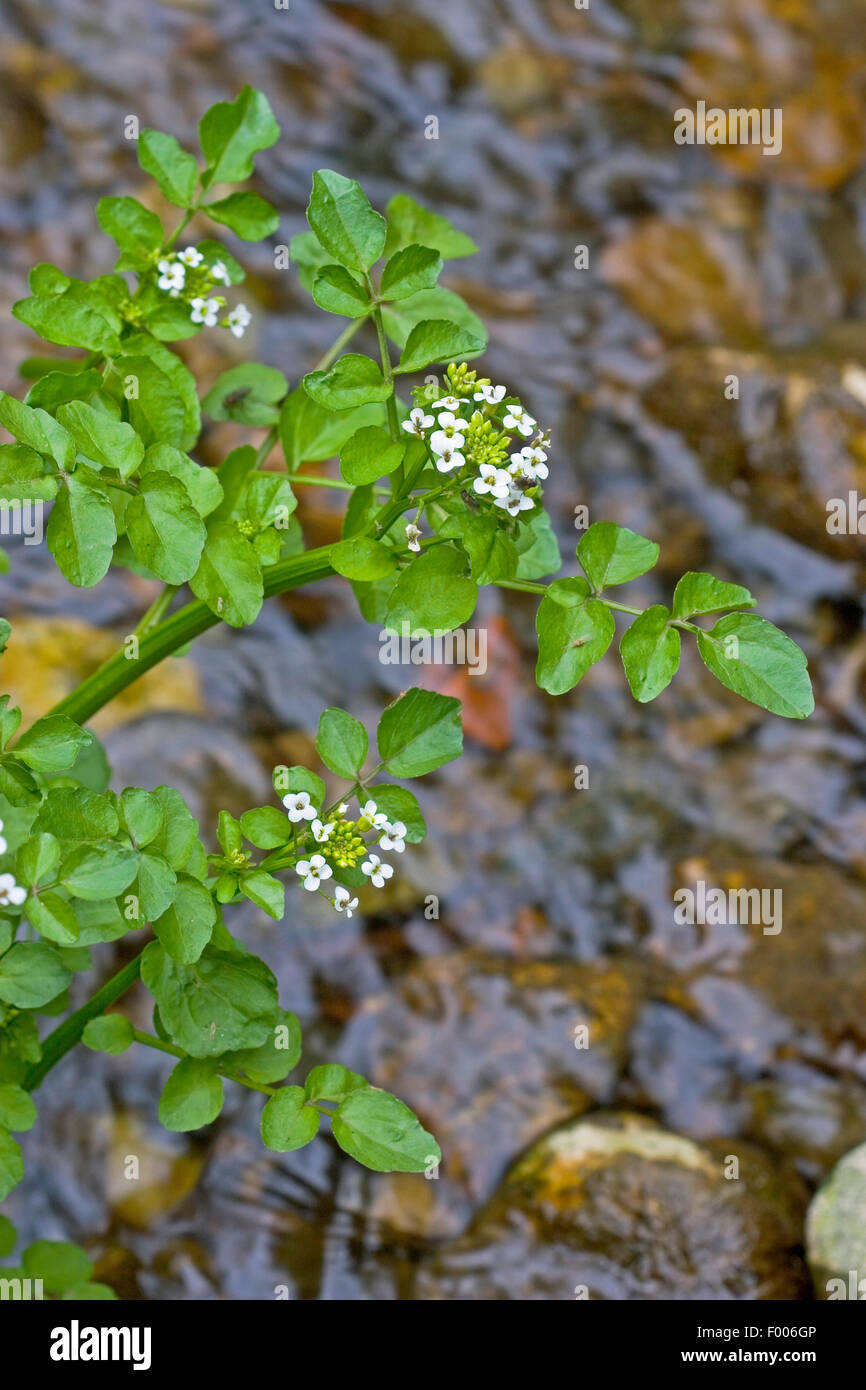 true watercress (Nasturtium officinale), blooming, Germany Stock Photo