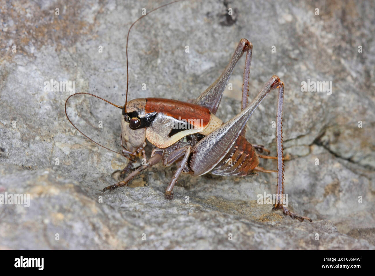Littoral bushcricket, Dalmatian Dark Bush-cricket, Dalmatian Dark Bush cricket (Pholidoptera dalmatica), sitting on a rock Stock Photo
