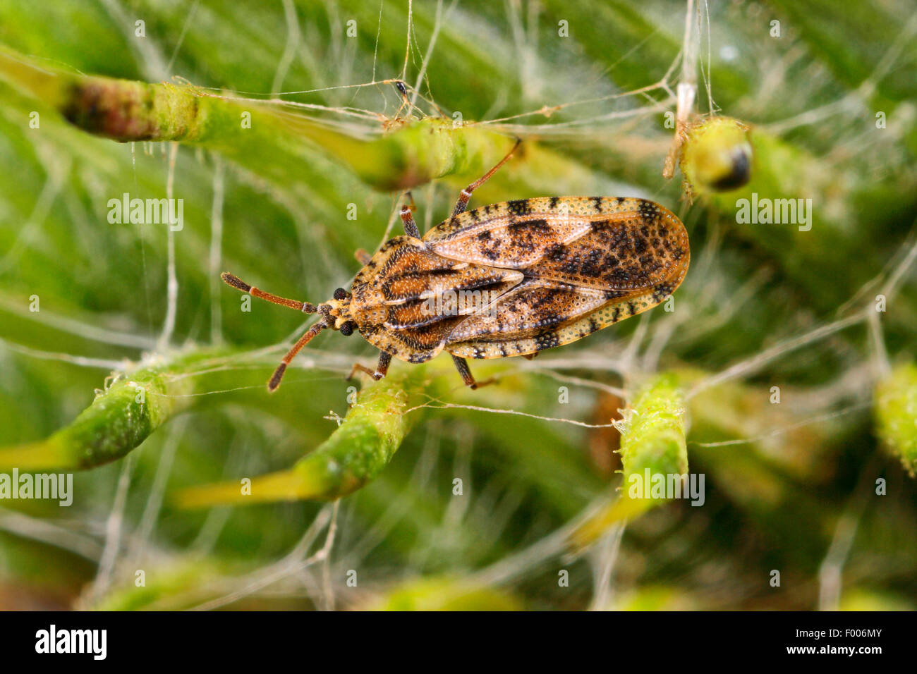 Spear thistle lacebug, Spear thistle lace bug (Tingis cardui), sitting on a plant, Germany Stock Photo
