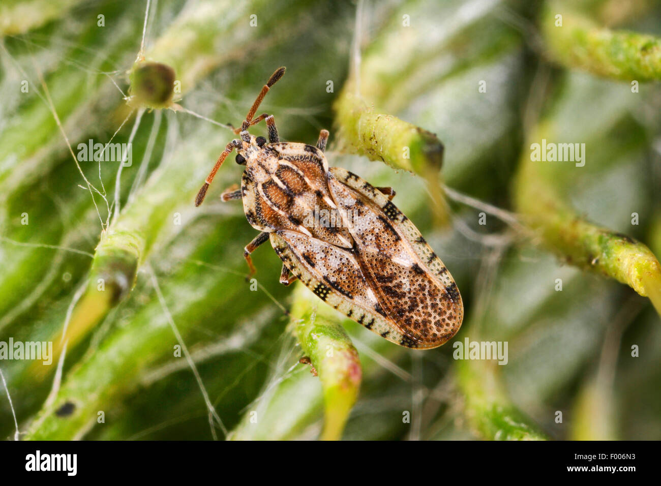 Spear thistle lacebug, Spear thistle lace bug (Tingis cardui), sitting on a plant, Germany Stock Photo