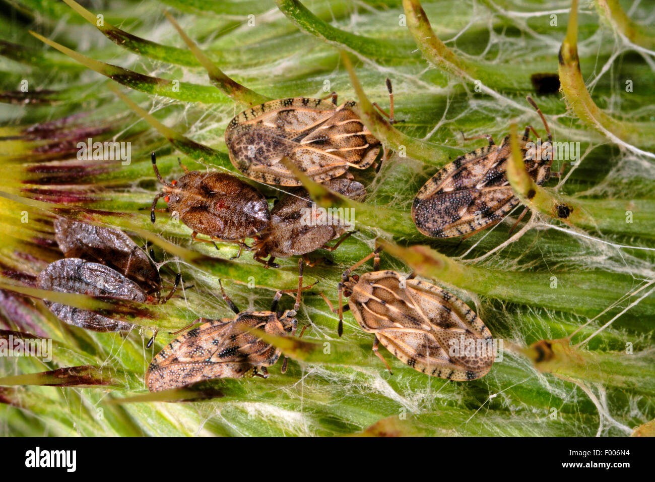 Spear thistle lacebug, Spear thistle lace bug (Tingis cardui), group on a plant, Germany Stock Photo