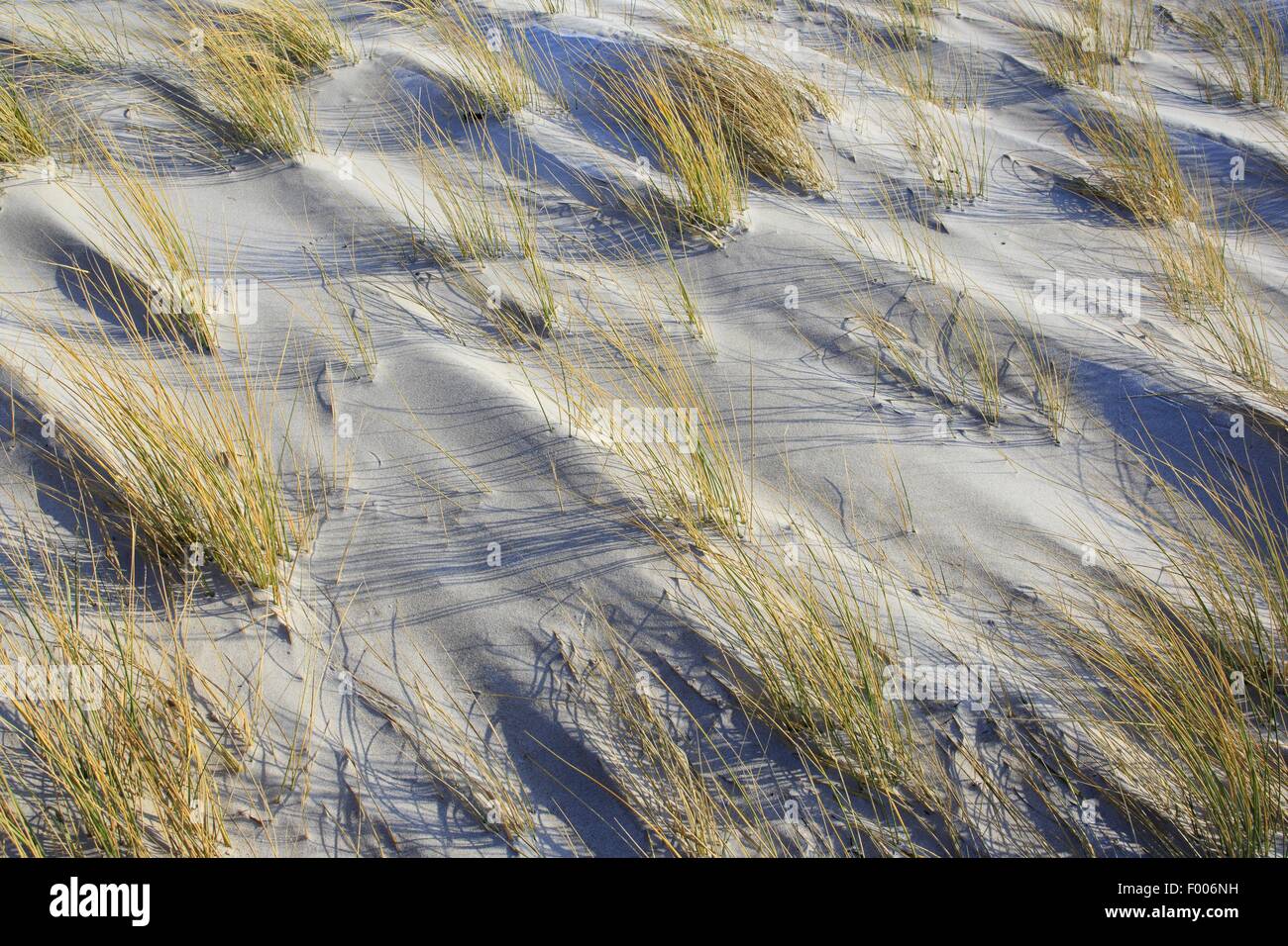marram grass in the dunes, Germany, Schleswig-Holstein, Heligoland Stock Photo