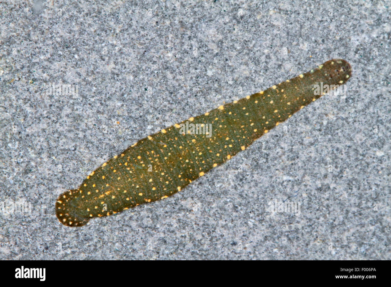 Theromyzon tessulatum (Theromyzon tessulatum), top view Stock Photo