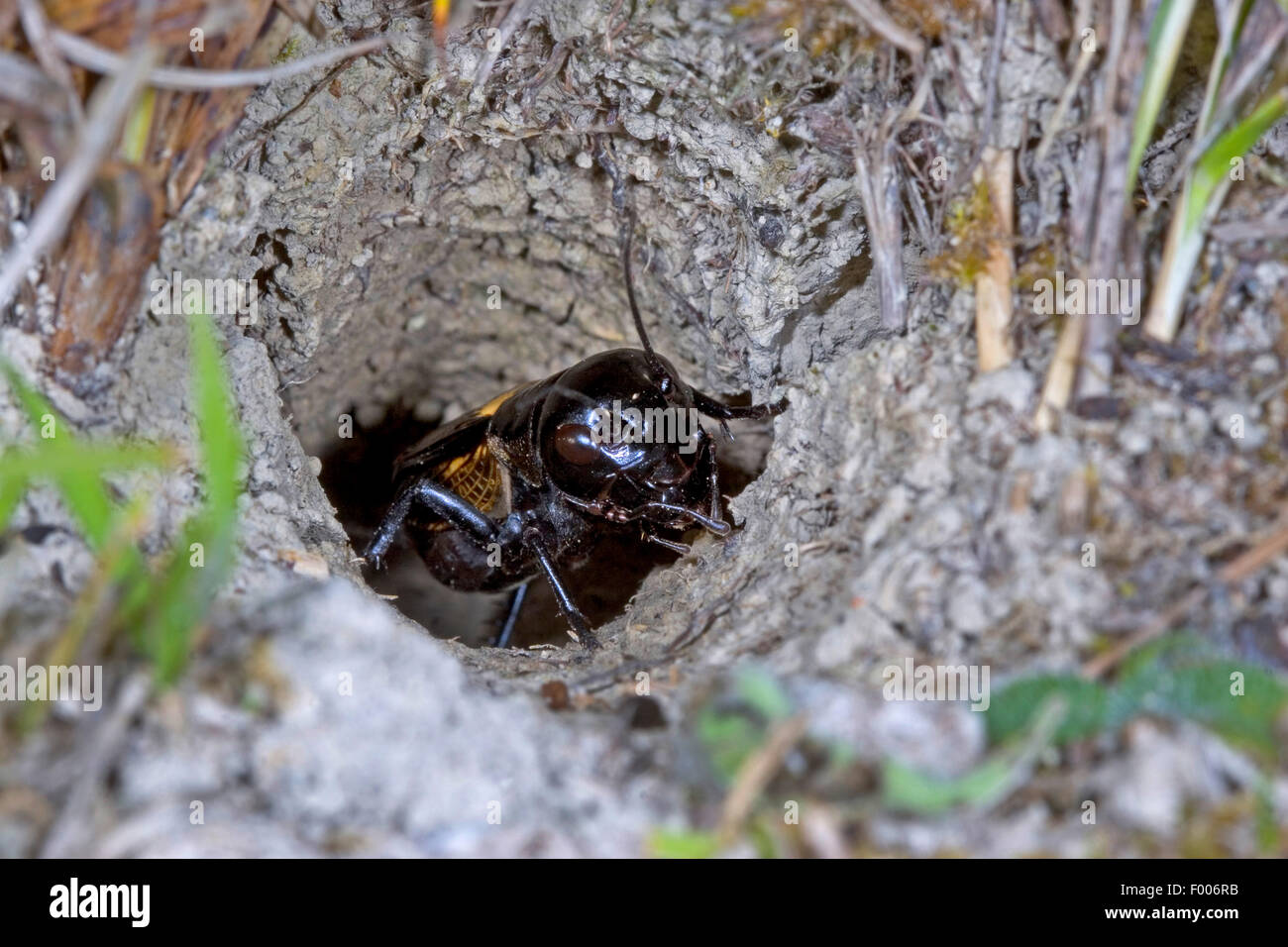 field cricket (Gryllus campestris), male at its selfmade den, Germany Stock Photo