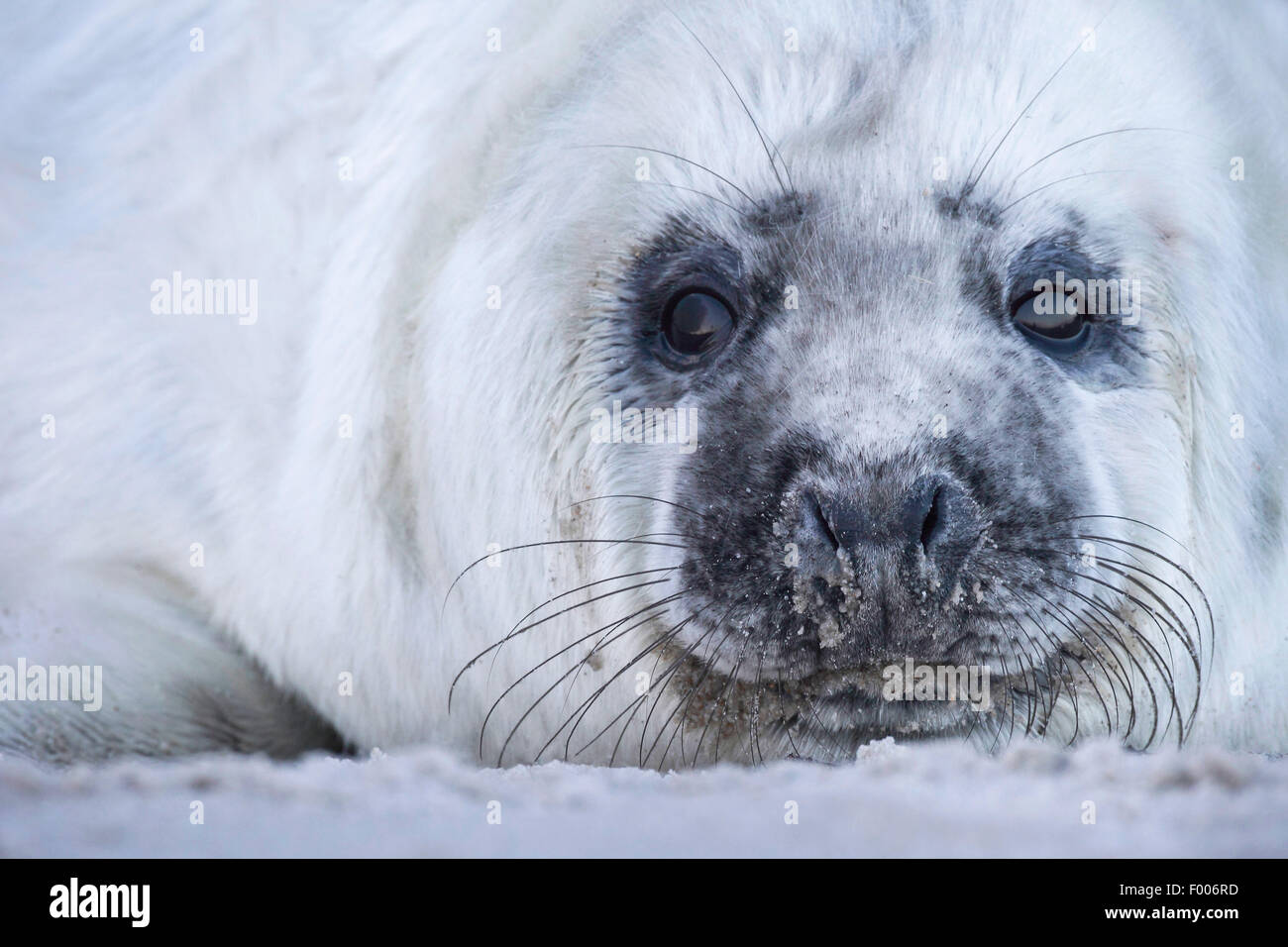 gray seal (Halichoerus grypus), portrait of a baby seal, Germany, Schleswig-Holstein, Heligoland Stock Photo