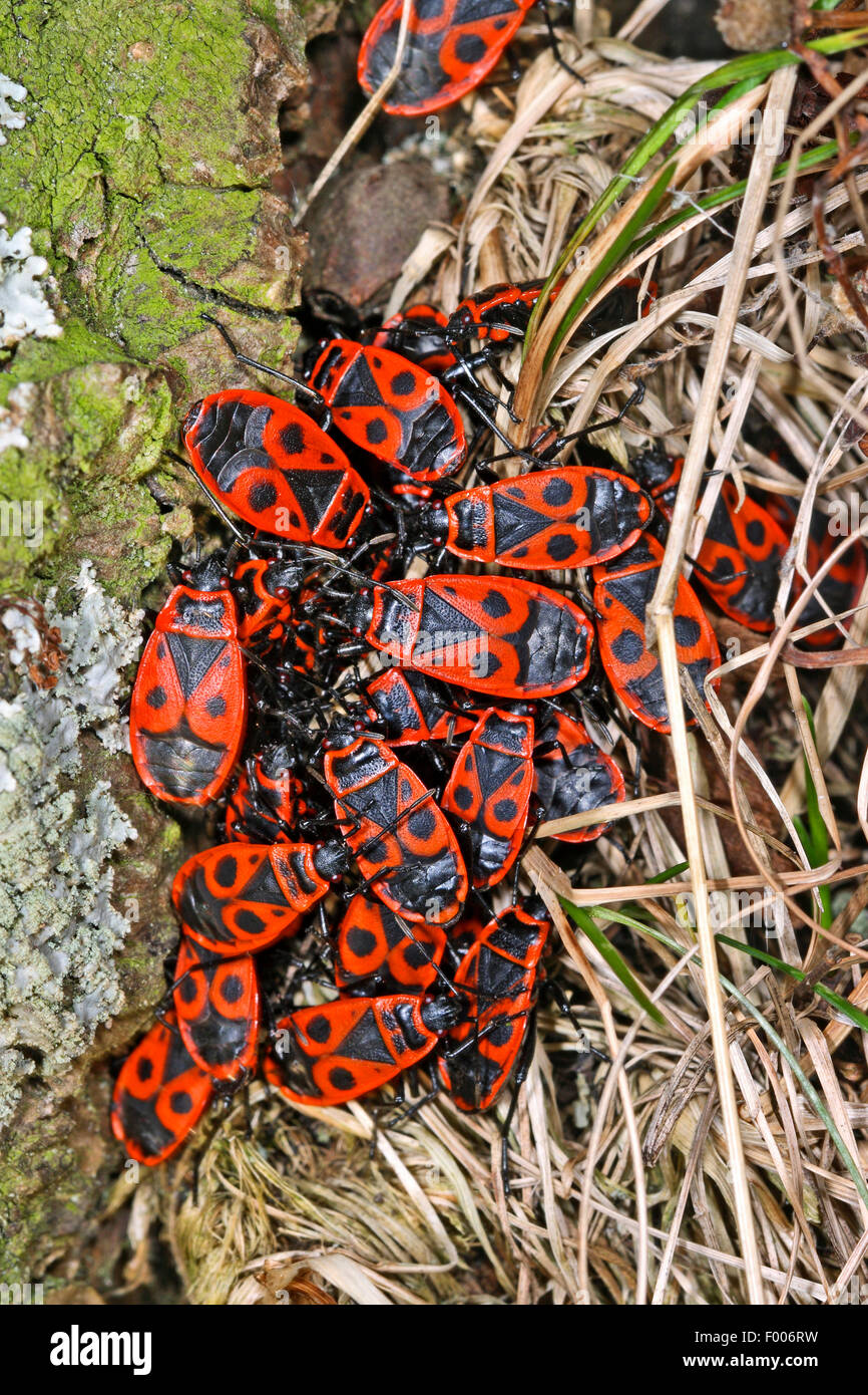 firebug (Pyrrhocoris apterus), group adults on bark, Germany Stock Photo