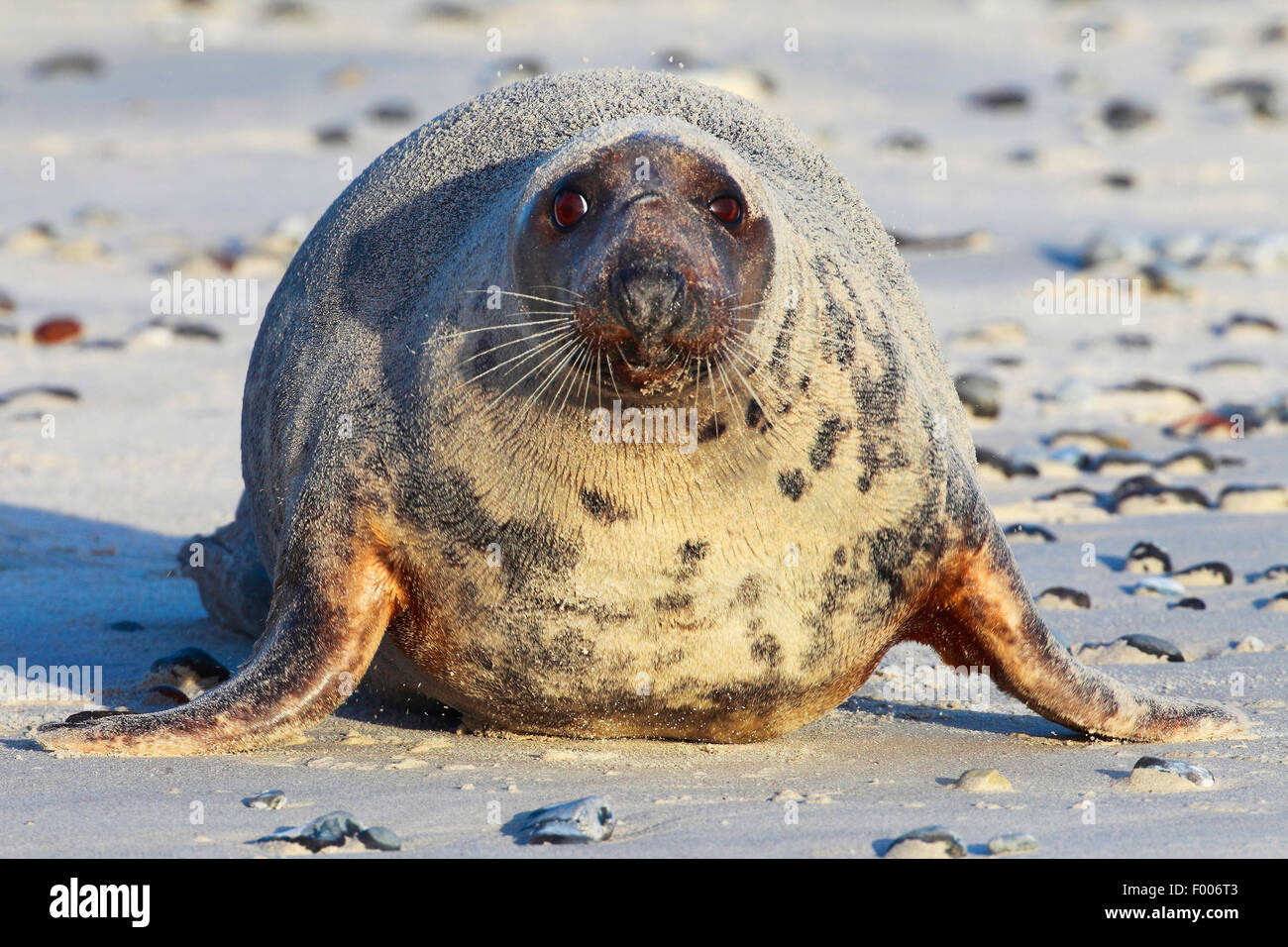 gray seal (Halichoerus grypus), male on the beach, Germany, Schleswig-Holstein, Heligoland Stock Photo