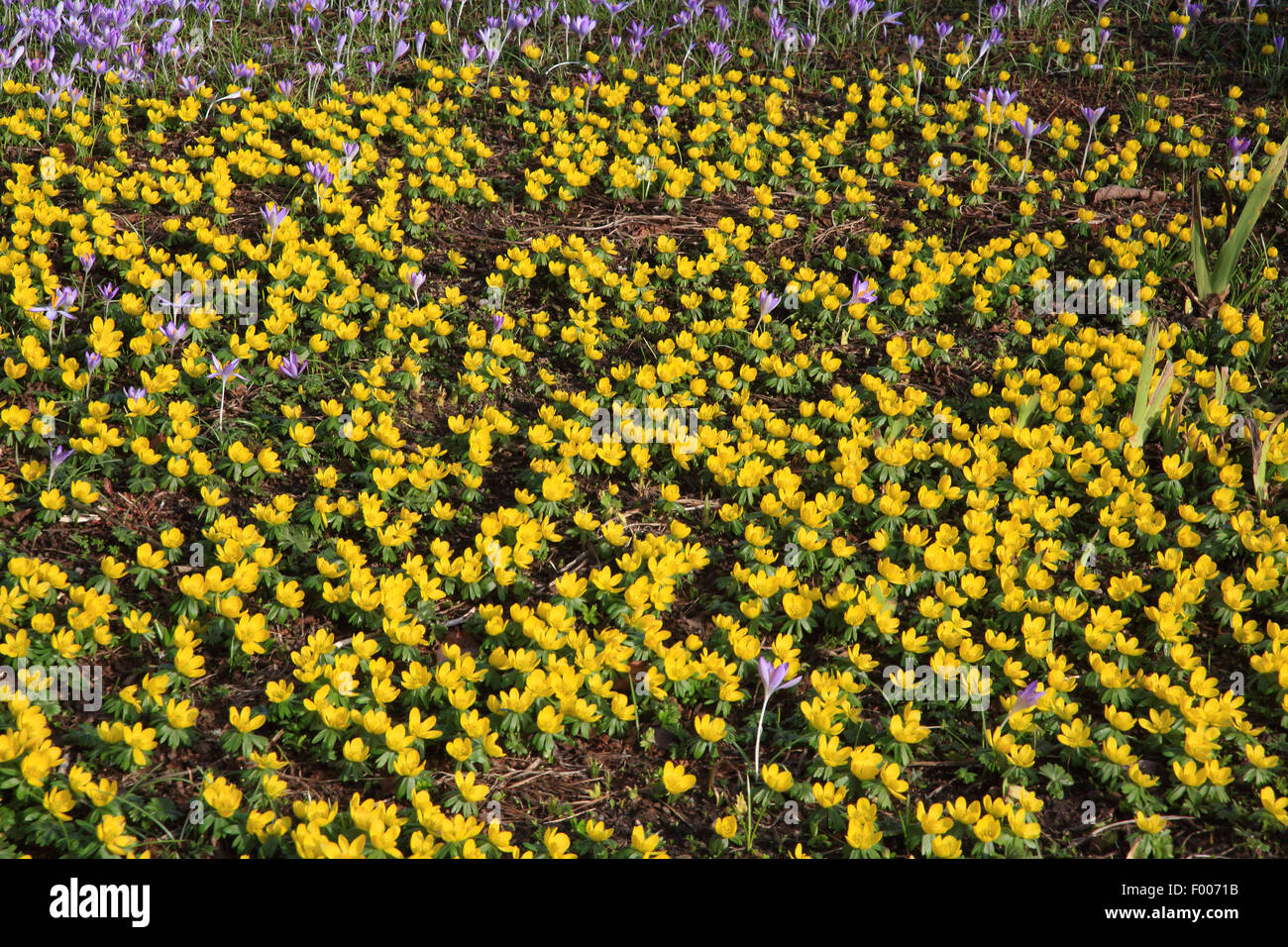 winter aconite (Eranthis hyemalis), with crocuses in a garden, Germany Stock Photo