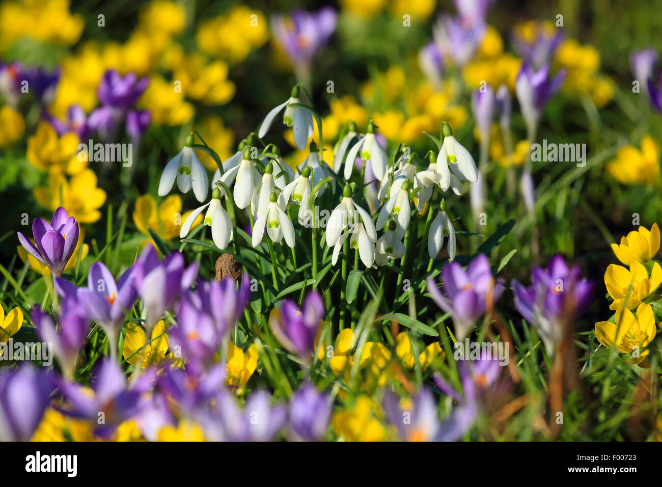 common snowdrop (Galanthus nivalis), with crocuses and snowdrops in a garden, Germany Stock Photo