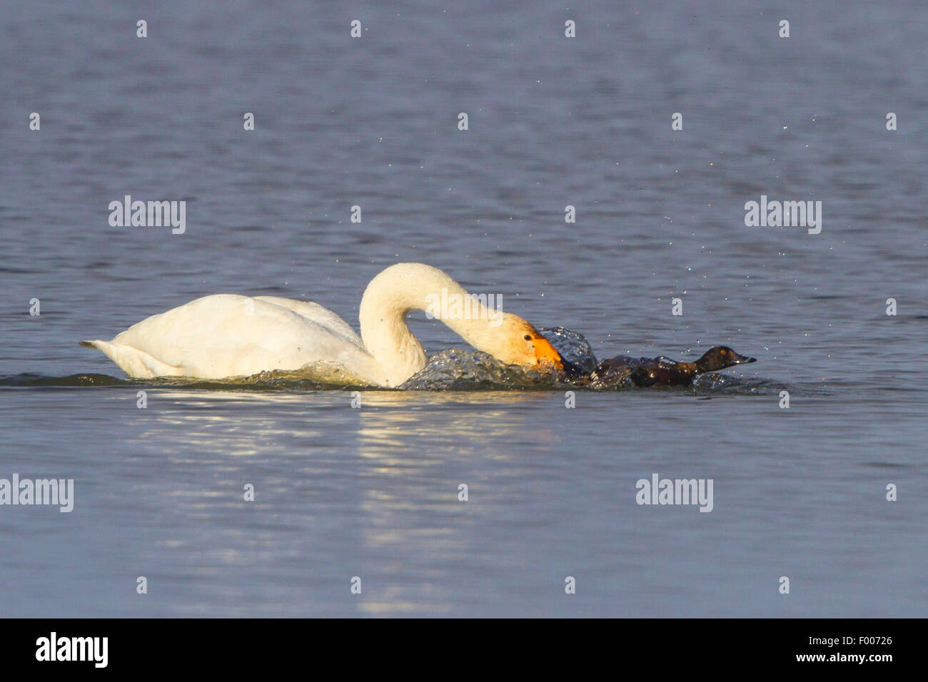 whooper swan (Cygnus cygnus), attacks Tufted duck, holds on its tail, Germany, Bavaria, Lake Chiemsee Stock Photo