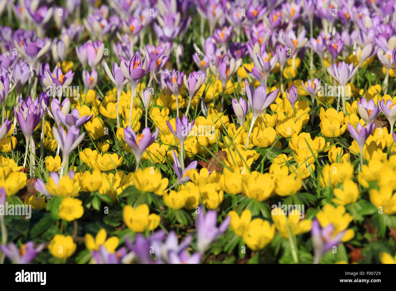winter aconite (Eranthis hyemalis), with crocuses in a garden, Germany Stock Photo