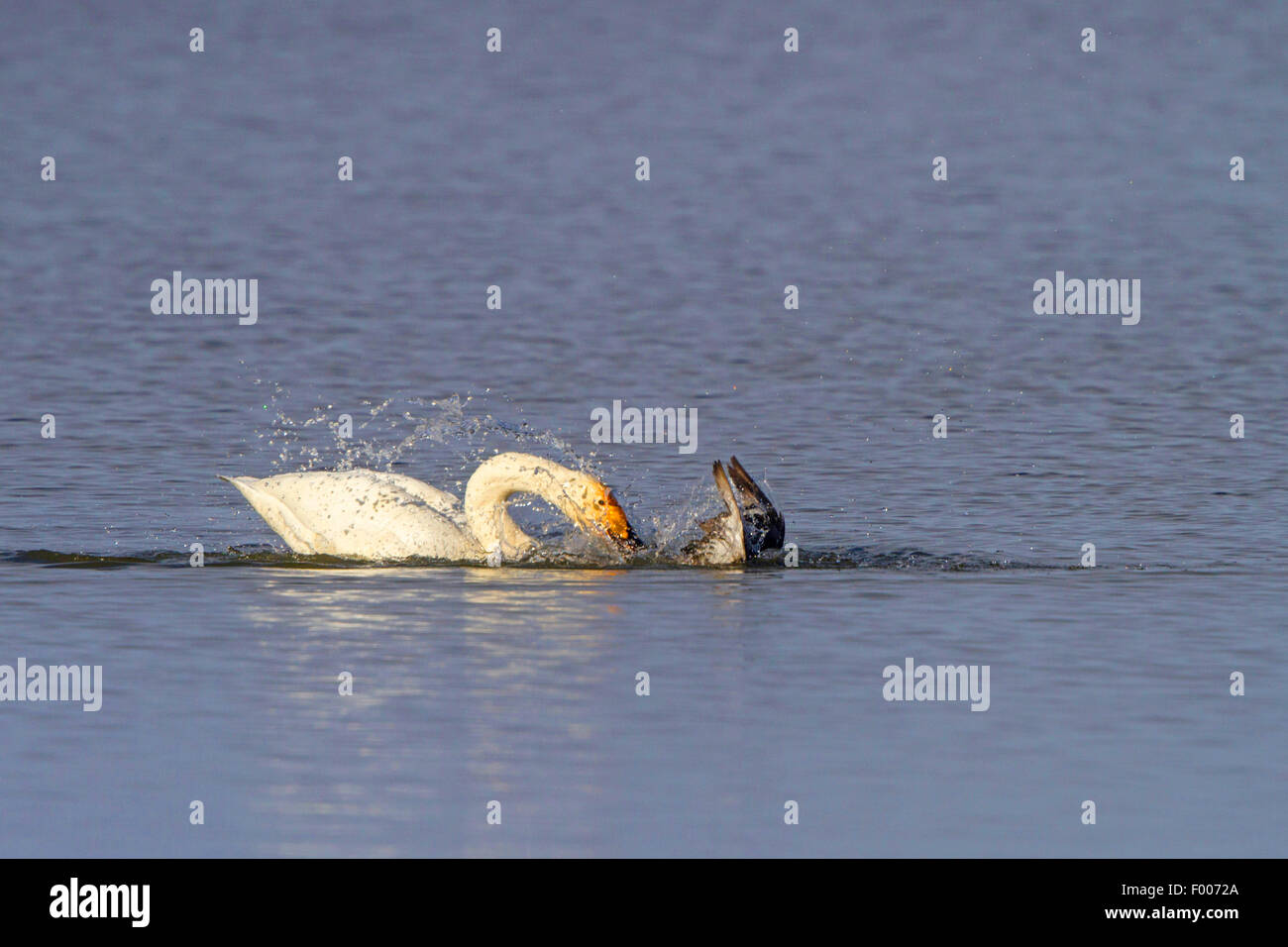 whooper swan (Cygnus cygnus), attacks Tufted duck, holds on its tail, Germany, Bavaria, Lake Chiemsee Stock Photo