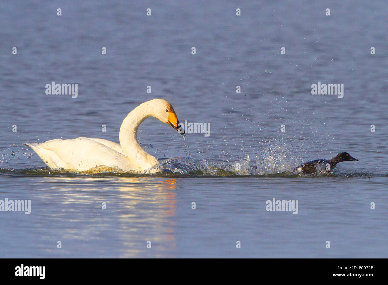 whooper swan (Cygnus cygnus), attacks Tufted duck, Germany, Bavaria, Lake Chiemsee Stock Photo