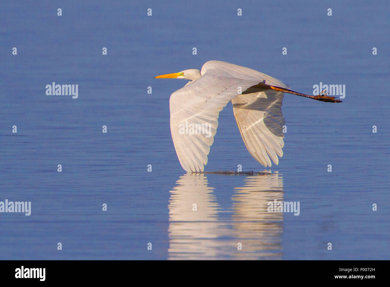 great egret, Great White Egret (Egretta alba, Casmerodius albus, Ardea alba), flying near the water surface mit the tips of the wings in the water, Germany, Bavaria, Lake Chiemsee Stock Photo